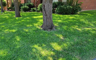 Photo of Michael J.'s yard after getting lawn care in La Vernia, TX