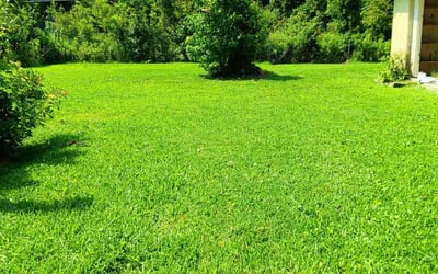 Photo of Mary F.'s yard after getting lawn care in Biloxi, MS