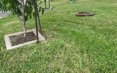 Photo of Erika W.'s yard after getting lawn care in Pasadena, TX