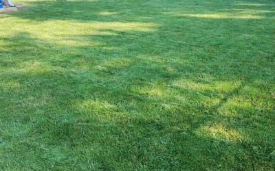 Photo of David K.'s yard after getting lawn care in Madison, WI