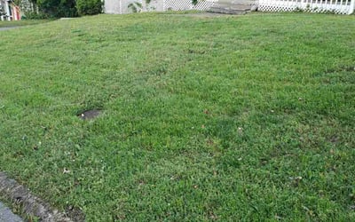 Photo of Jacqueline D.'s yard after getting lawn care in Ooltewah, TN