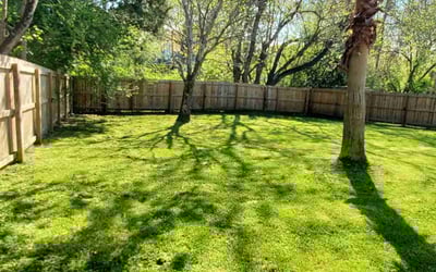 Photo of Pmw P.'s yard after getting lawn care in Saginaw, MI