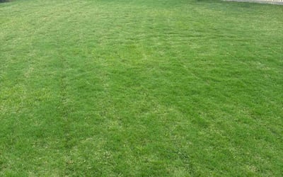 Photo of Jarom A.'s yard after getting lawn care in Riverhead, NY