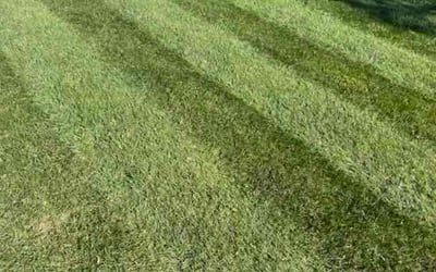 Photo of George B.'s yard after getting lawn care in Chippewa Falls, WI