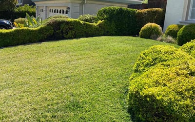 Photo of Benjamin H.'s yard after getting lawn care in San Ramon, CA