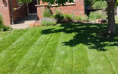Photo of Clinton P.'s yard after getting lawn care in Mount Dora, FL