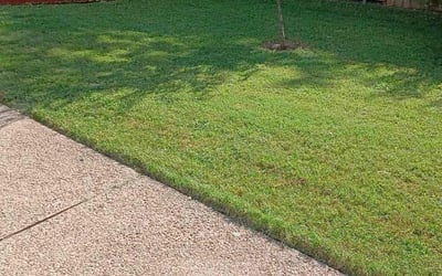 Photo of Dorian G.'s yard after getting lawn care in Round Rock, TX