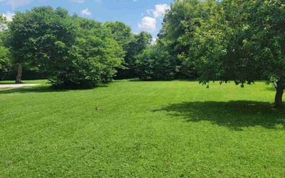 Photo of Griselda N.'s yard after getting lawn care in Springfield, TN