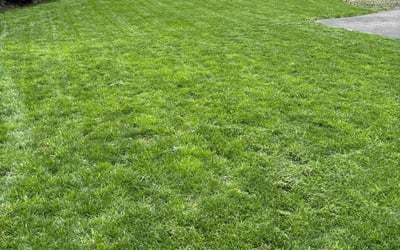 Photo of Stephanie F.'s yard after getting lawn care in Valencia, PA
