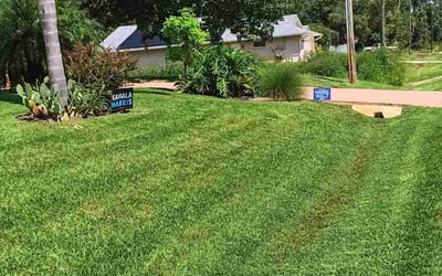 Photo of Anisa C.'s yard after getting lawn care in Parsippany, NJ