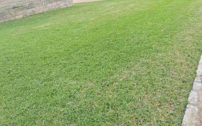 Photo of Donna O.'s yard after getting lawn care in Lakeway, TX