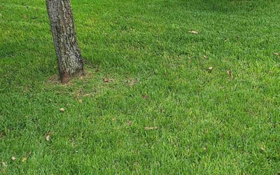 Photo of Vincent P.'s yard after getting lawn care in Wakefield, RI