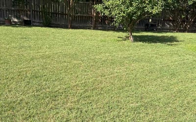 Photo of Miguel M.'s yard after getting lawn care in Longview, TX