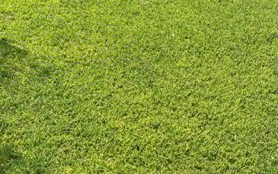 Photo of Mayada A.'s yard after getting lawn care in Austin, TX