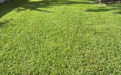 Photo of Kristal M.'s yard after getting lawn care in Middle Village, NY