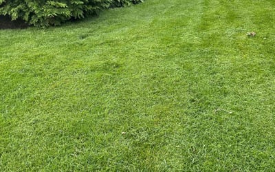 Photo of Denise M.'s yard after getting lawn care in Sterling, VA