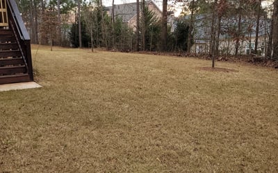 Photo of Mary H.'s yard after getting tree care in Chandler, AZ