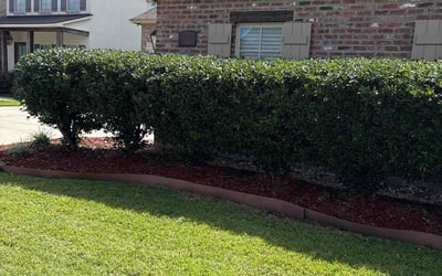 Photo of Walter J.'s yard after getting lawn care in Monroe, LA
