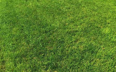 Photo of May L.'s yard after getting lawn care in Verona, WI