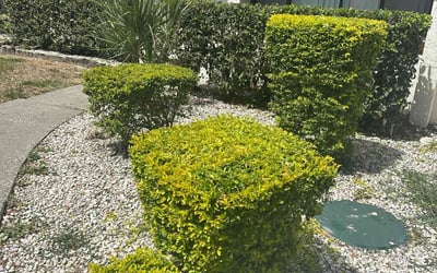 Photo of Mike P.'s yard after getting lawn care in Apollo, PA
