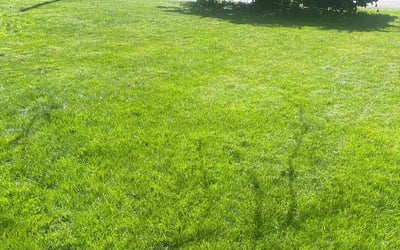 Photo of Doug M.'s yard after getting lawn care in McLean, VA