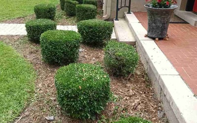 Photo of Amy M.'s yard after getting lawn care in Williamsport, PA