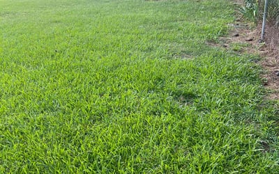 Photo of Cathy S.'s yard after getting lawn care in Providence, RI