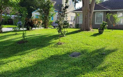 Photo of Rita D.'s yard after getting lawn care in Weslaco, TX