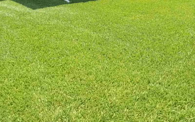 Photo of Marta M.'s yard after getting lawn care in Ruskin, FL