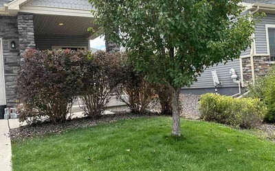 Photo of Jenny J.'s yard after getting lawn care in Odenton, MD
