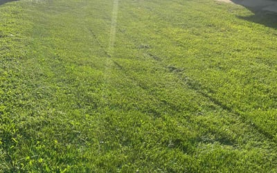 Photo of Carmen S.'s yard after getting lawn care in Blountville, TN