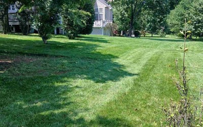 Photo of Gladys G.'s yard after getting lawn care in Jasper, AL