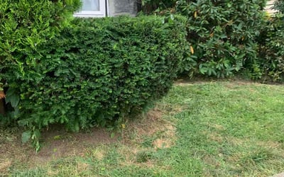 Photo of Belinda B.'s yard after getting lawn care in Morgan Hill, CA