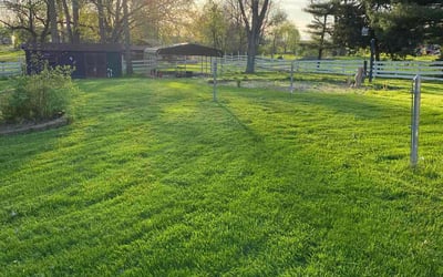 Photo of Diane W.'s yard after getting lawn care in Indianapolis, IN