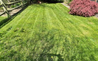 Photo of Maria R.'s yard after getting lawn care in Burke, VA