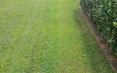 Photo of Malcolm L.'s yard after getting lawn care in Hopewell, VA