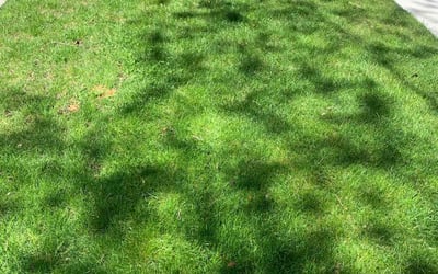 Photo of Daran D.'s yard after getting lawn care in Sheboygan, WI