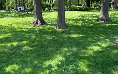 Photo of Lauren U.'s yard after getting lawn care in Prairieville, LA