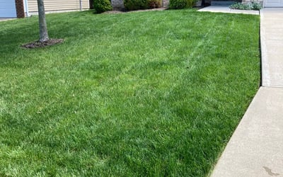 Photo of Jason P.'s yard after getting lawn care in Winchester, KY
