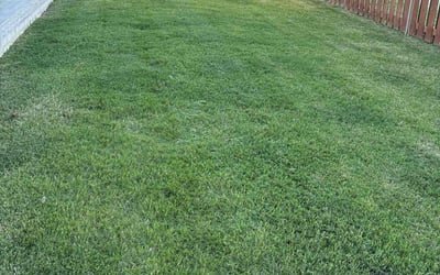 Photo of Michael F.'s yard after getting lawn care in Tulsa, OK
