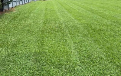 Photo of Rodrigo V.'s yard after getting lawn care in Smithfield, NC