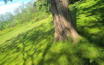 Photo of Rebecca K.'s yard after getting lawn care in Rocky River, OH