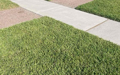 Photo of Andrea C.'s yard after getting lawn care in Corpus Christi, TX