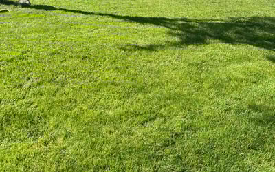 Photo of Charley B.'s yard after getting lawn care in Chardon, OH