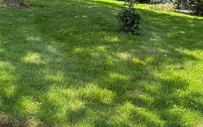 Photo of Johaun W.'s yard after getting lawn care in Lutherville Timonium, MD
