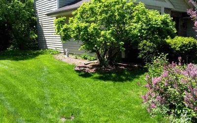 Photo of Sharla P.'s yard after getting lawn care in Monroe, WI