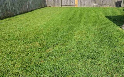Photo of Emery M.'s yard after getting lawn care in Cambridge, MA