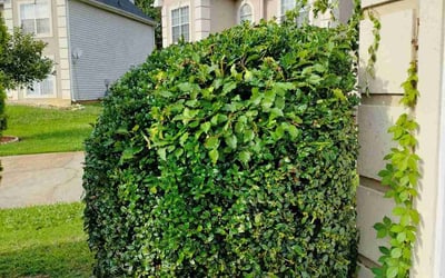 Photo of Shawn J.'s yard after getting tree care in Waxhaw, NC