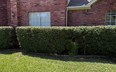 Photo of Priya T.'s yard after getting lawn care in Corinth, TX