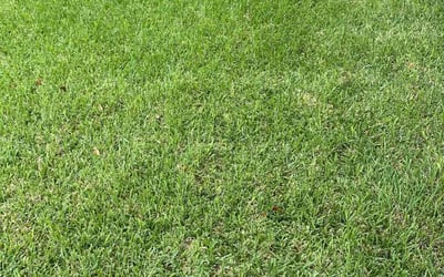 Photo of Jonathan M.'s yard after getting lawn care in Round Rock, TX